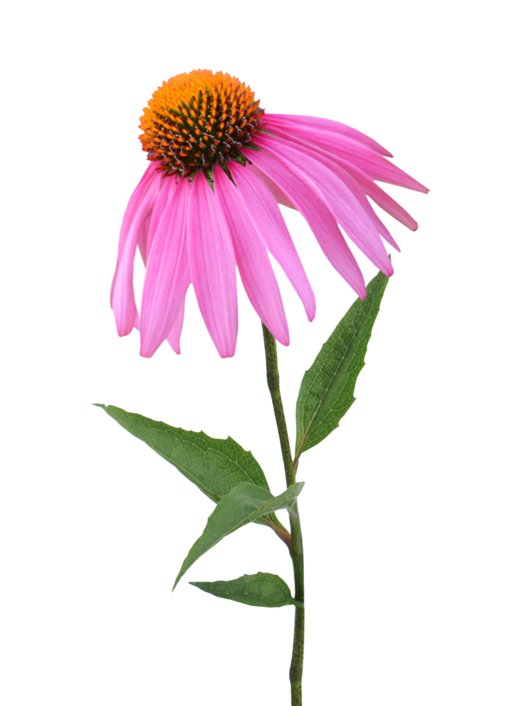 echinacea