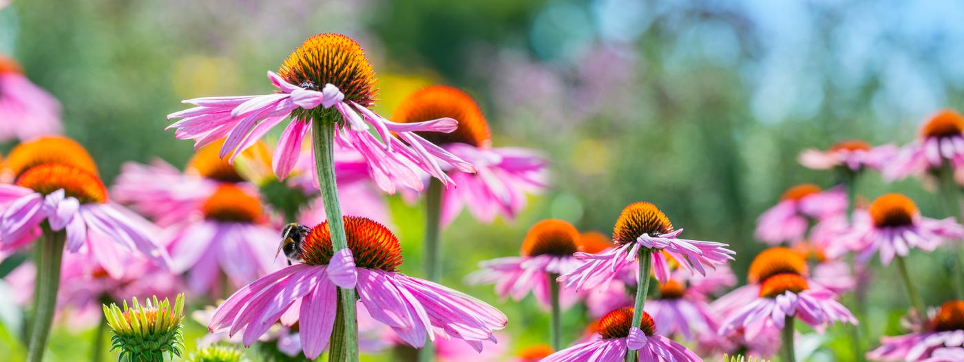 echinacea