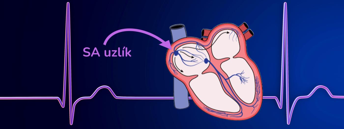 SA uzlík