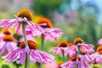 echinacea