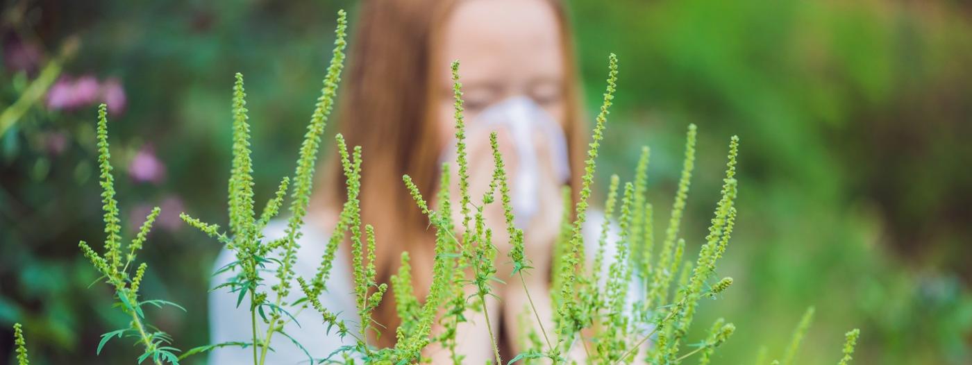 Alergici, pozor na ambrozii
