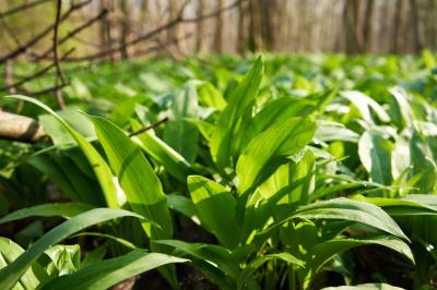 Medvědí česnek – kulinářský poklad z lesa