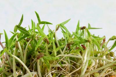 Mungo – klíčky, které změnily svět