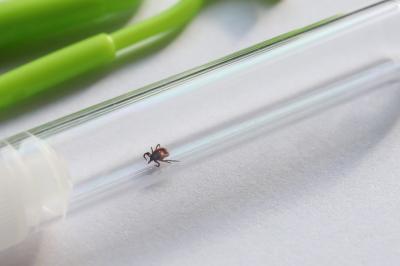 Další riziko od klíšťat