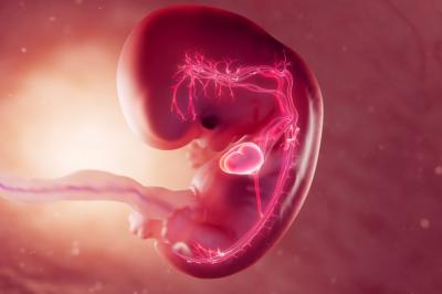 Srdce – malý zázrak od prvních týdnů